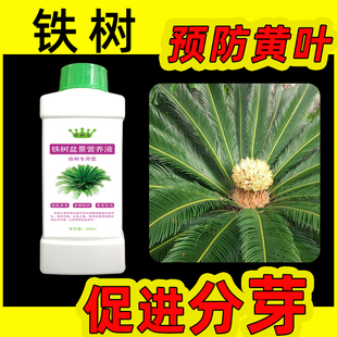 铁树专用营养液硫酸亚铁适合巴西铁树的肥料叶子发黄盆栽营养土