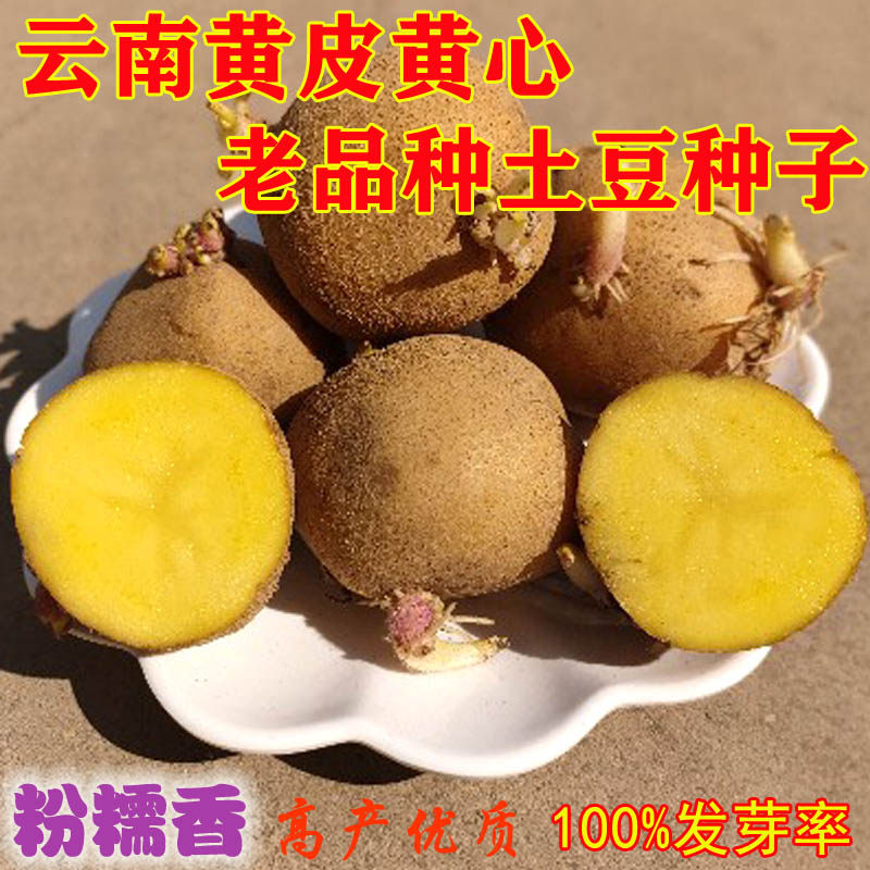 云南本地老土豆种植黄皮黄心马铃薯种子原种发芽洋芋种大号10斤