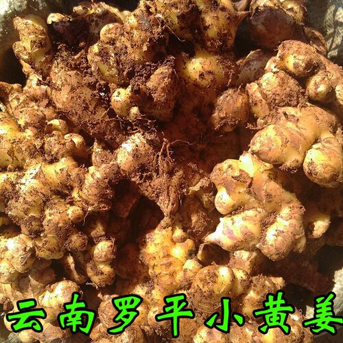 云南小黄姜云南农家新鲜月子生姜
