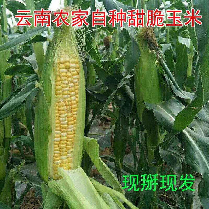 云南水果玉米新鲜 甜玉米即食新鲜9斤孕妇宝宝辅食非甜玉米种籽