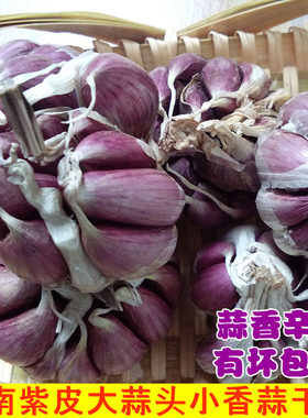 云南紫皮大蒜头土蒜种小香蒜5斤