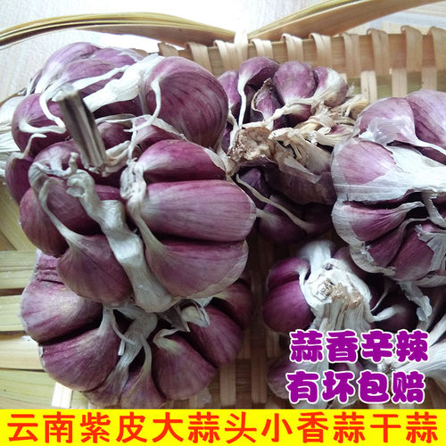云南紫皮大蒜头土蒜种小香蒜5斤