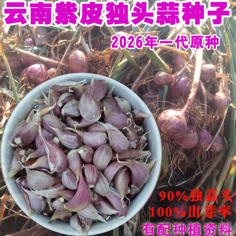 云南紫红紫皮独头蒜种子大蒜种