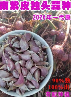 云南紫红紫皮独头蒜种子大蒜种