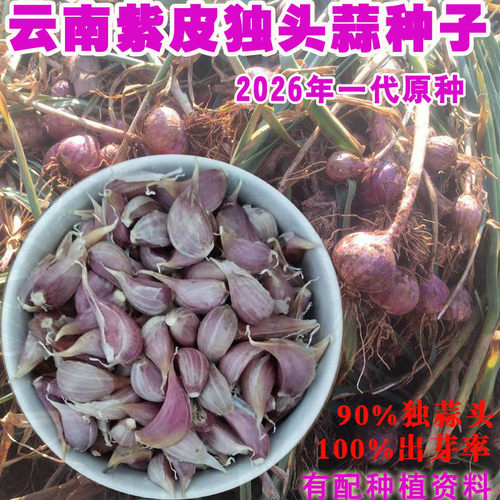 云南紫红紫皮独头蒜种子大蒜种
