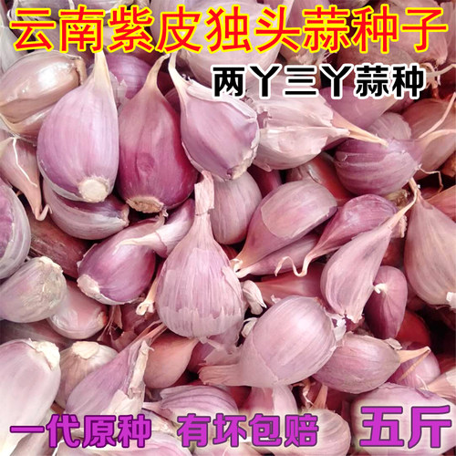 云南紫皮独头蒜种三丫蒜大蒜种籽