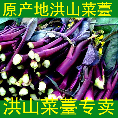湖北特产红菜苔新鲜有机