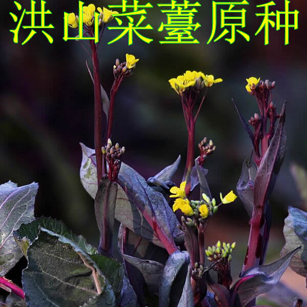 ºþ±±ÌزúÕý×ÚÔ²úµØºéɽ²ËÞ·ÔÖÖ ÖÖ×Ó ·¢Ñ¿ÂÊ¸ß 30g˳·á°üÓÊ