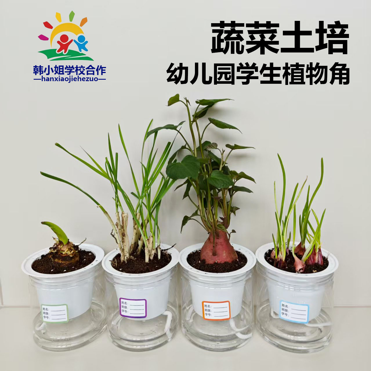 幼儿园自然角土培水培观察植物