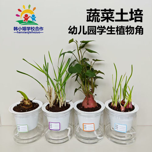 幼儿园自然角土培水培观察植物