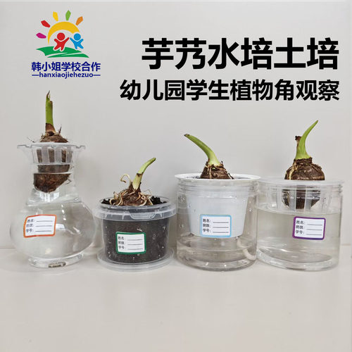 幼儿园自然角芋艿芋头水培土培种