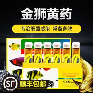 马来西亚金狮黄粉虎鱼龙鱼罗汉发财金鱼蒙眼烂肉水霉黄药日本黄粉