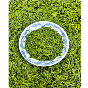 休宁屯溪绿茶 眉茶正宗安徽黄山2025新春嫩芽绿茶叶金银奖贡品茶