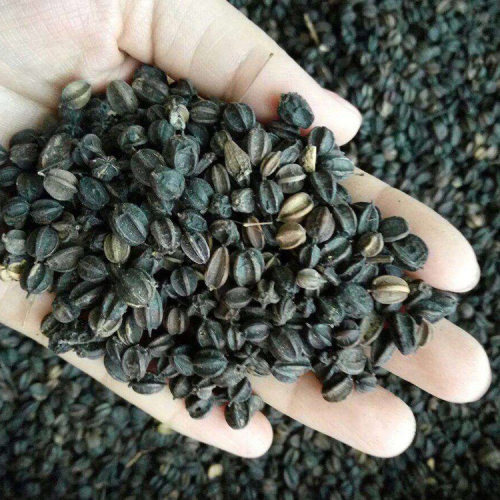 长白山刺五加子籽250g 刺五加东北野生新鲜新货果茶 刺五加籽