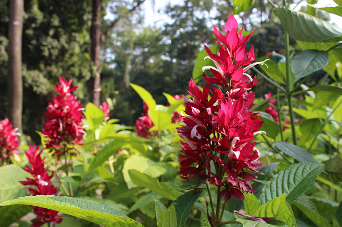 赤苞花稀有植物灌新款木超长花期观花盆栽切花素材包邮