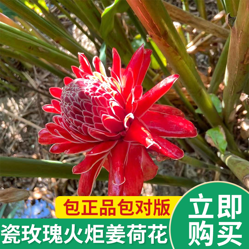 瓷玫瑰稀有植物花卉  火炬姜 鲜切花 盆栽庭院观花袋苗分根苗观
