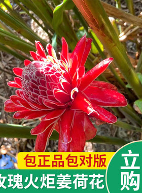 瓷玫瑰稀有植物花卉  火炬姜 鲜切花 盆栽庭院观花袋苗分根苗观