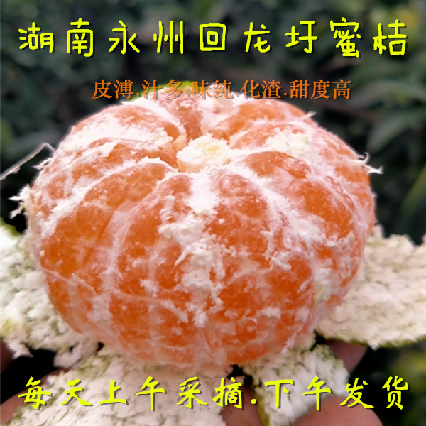 湖南永州回龙圩蜜桔新鲜现摘桔子桔子