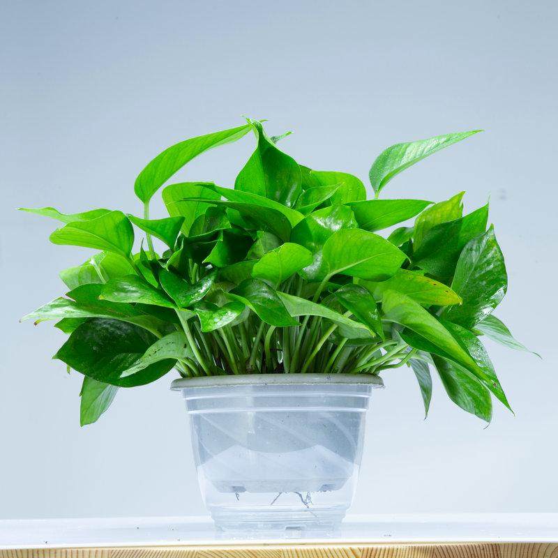 易养活绿萝绿萝盆栽懒人储水花盆