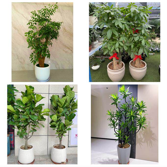 上海市奉贤区柘林海湾镇海港同城花店乔迁入新居开业绿植送发财树