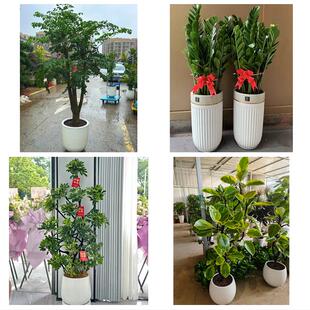 延边州龙井和龙市汪清安图县同城绿植花卉送发财树绿萝柱公司开业