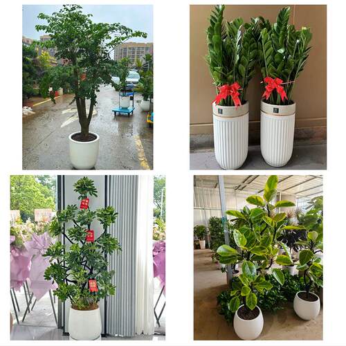 延边州龙井和龙市汪清安图县同城绿植花卉送发财树绿萝柱公司开业