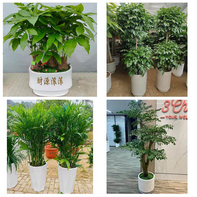 发财树招财树送朋友公司开业南通市如东启东如皋市海门市同城花店