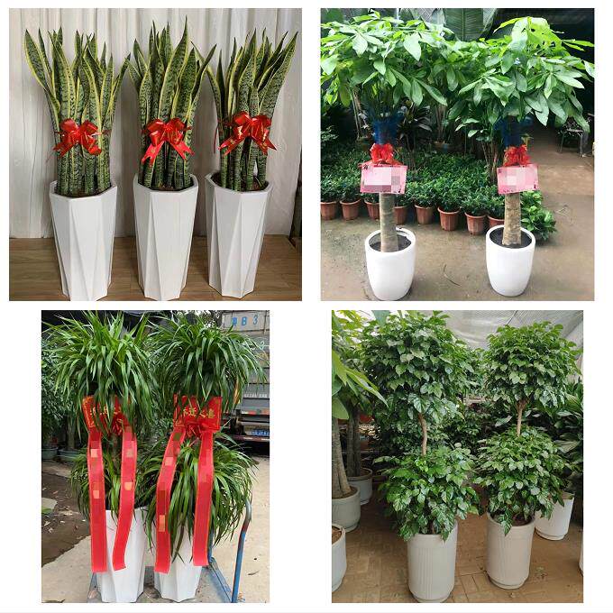 发财树招财树送朋友公司开业海口市秀英龙华琼山区美兰区同城花店