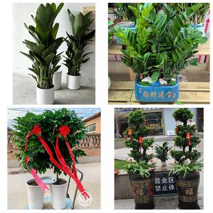鹤岗市东山兴山区萝北绥滨县同城绿植花卉送发财树绿萝柱公司开业