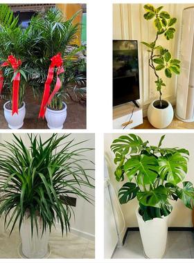 重庆市渝中区七星岗解放碑街同城鲜花店配送开业绿植发财树天堂鸟