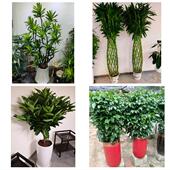 发财树招财树送朋友公司开业陕西咸阳市彬县长武县旬邑县同城花店