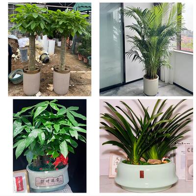 渭南市临渭华州区潼关大荔县同城绿植花卉送发财树绿萝柱公司开业
