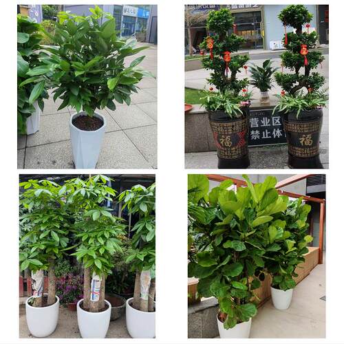 嘉兴市南湖秀洲区嘉善海盐县同城绿植花卉送发财树绿萝柱公司开业