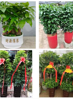 发财树招财树送朋友公司开业福州市永泰平潭县福清长乐市同城花店
