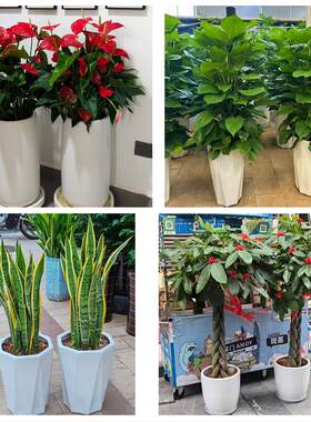 芜湖市镜湖弋江鸠江区三山区同城绿植花卉送发财树绿萝柱公司开业