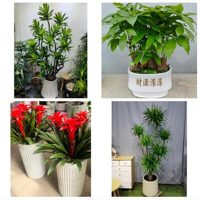 发财树招财树送朋友公司开业迪庆州香格里拉市德钦维西县同城花店