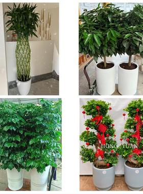 芜湖市镜湖弋江鸠江区三山区同城鲜花店配送开业绿植发财树天堂鸟