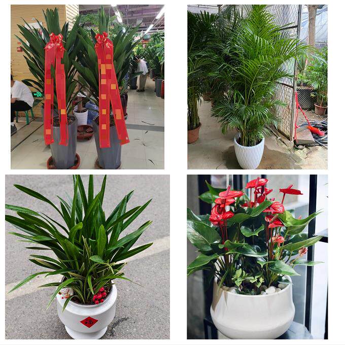 发财树招财树送朋友公司开业唐山市丰南丰润区滦县滦南县同城花店