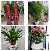 发财树招财树送朋友公司开业唐山市丰南丰润区滦县滦南县同城花店