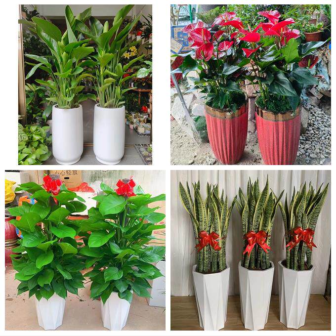 发财树招财树送朋友公司开业送徐州市鼓楼区云龙区贾汪区同城花店