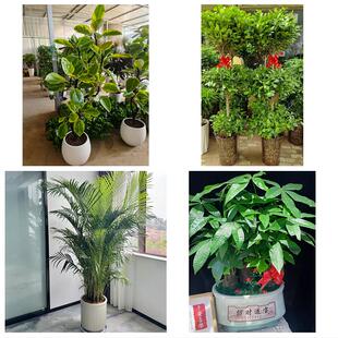 河池市巴马都安大化县宜州市同城绿植花卉送发财树绿萝柱公司开业