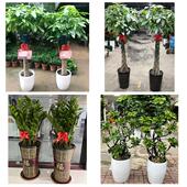 发财树招财树送朋友公司开业乌兰察布市商都兴和县丰镇市同城花店