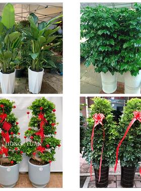 送盐城市响水县滨海县阜宁县同城鲜花店配送开业绿植发财树天堂鸟