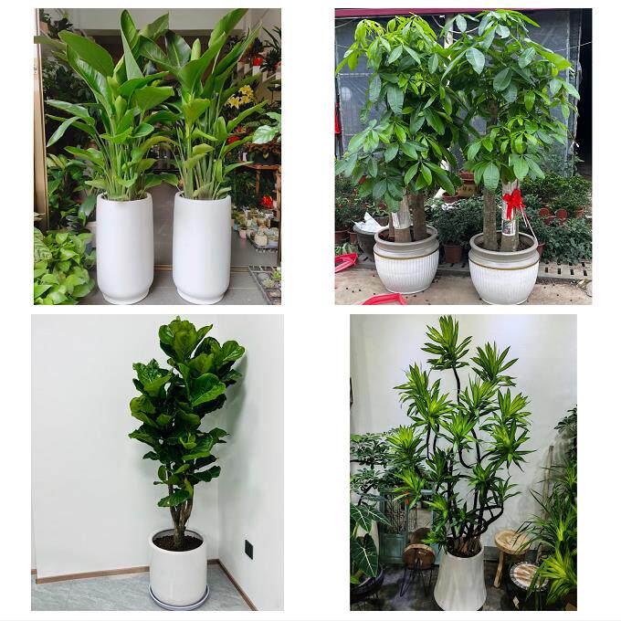 发财树招财树送朋友公司开业上海市奉贤区柘林海湾镇海港同城花店