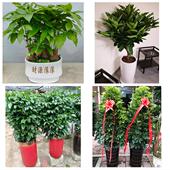 发财树招财树送朋友公司开业滁州市定远凤阳县天长明光市同城花店