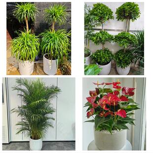 送长春市九台区榆树市德惠市同城绿植盆栽花店开业送发财树幸福树