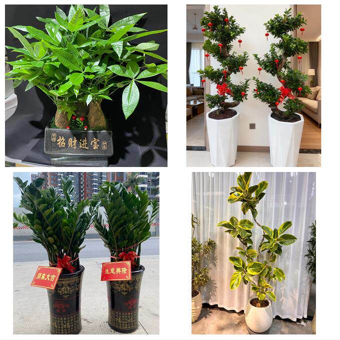 郑州市中原区二七管城金水区同城花店乔迁入新居开业绿植送发财树