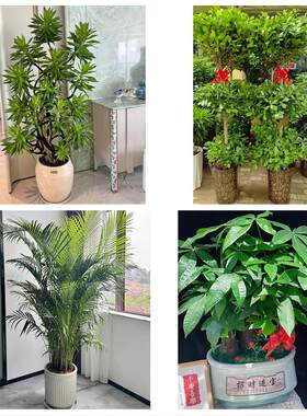 上海市虹口区嘉兴路凉城新村同城绿植花卉送发财树绿萝柱公司开业