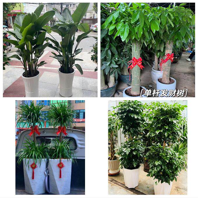 泉州市金门县石狮晋江南安市同城花卉店发财树绿萝柱开业乔迁绿植