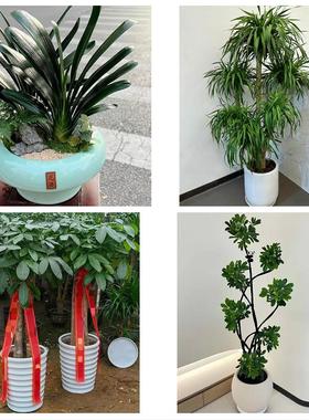 上海市青浦区朱家角练塘金泽同城鲜花店配送开业绿植发财树天堂鸟